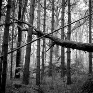 Mt Dandenong Trees on Ilford FP4+