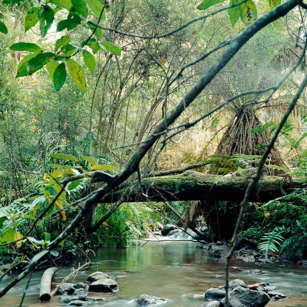 shooting film of a hidden creek deep within the Dandenong Ranges national park