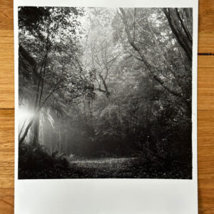 darkroom print of forest clearing in the fog
