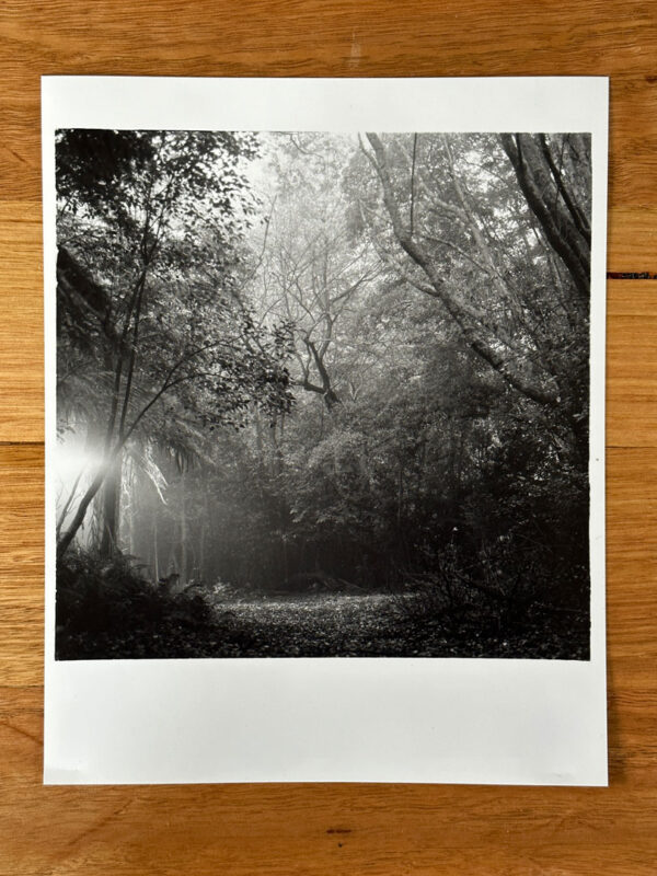 darkroom print of forest clearing in the fog