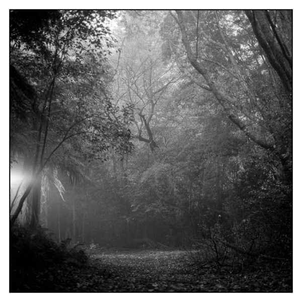 hand made darkroom print of foggy forest scene