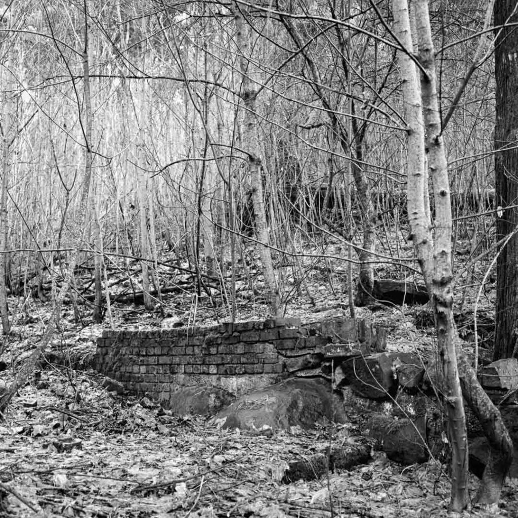 black and white photograph showing a thick sycamore tree infestation and a small brick wall from a time long forgotten