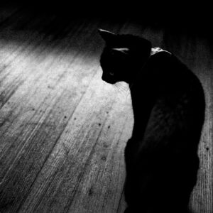 black and white photo of a cat on timber floor boards