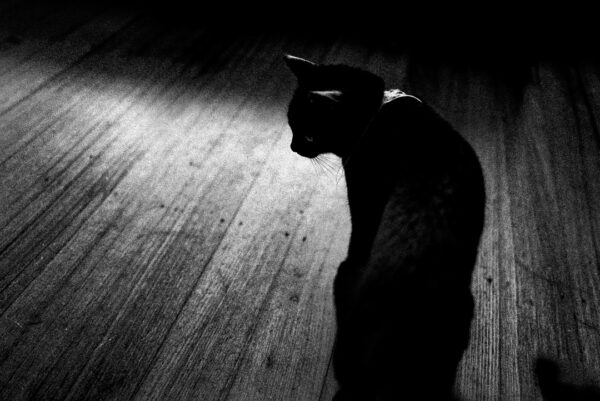 black and white photo of a cat on timber floor boards