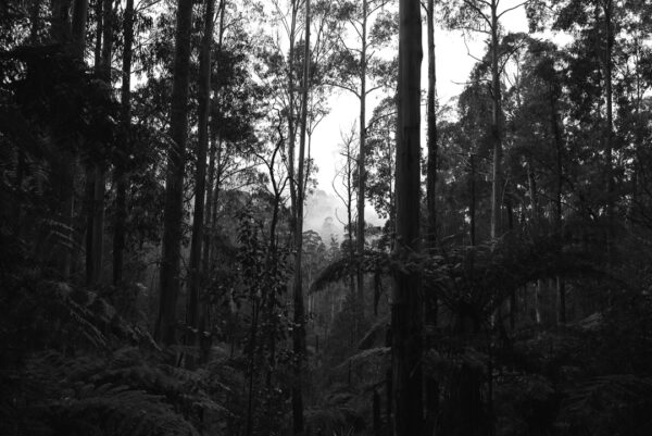 black and white photograph of some fog amongst the trees in Silvan, Mt Dandenong